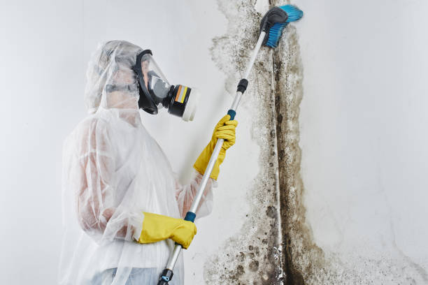 Best Toxic Mold Removal  in Flanders, NJ