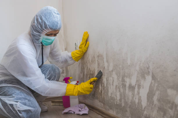 Best Affordable Mold Removal  in Flanders, NJ
