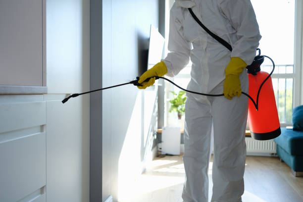 Professional Mold Removal in Flanders, NJ