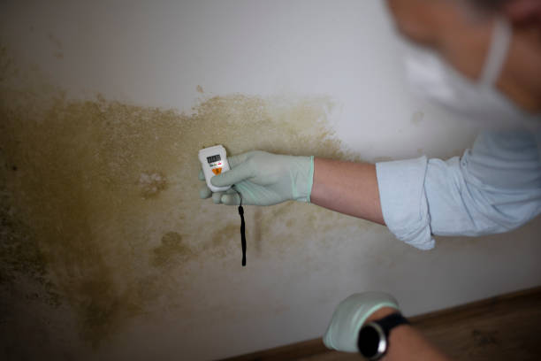 Best Emergency Mold Removal  in Flanders, NJ