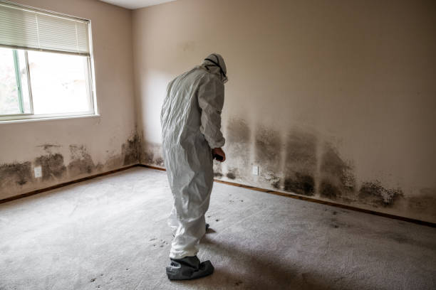 Best Residential Mold Removal  in Flanders, NJ