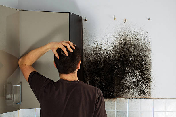 Best Mold Damage Repair  in Flanders, NJ